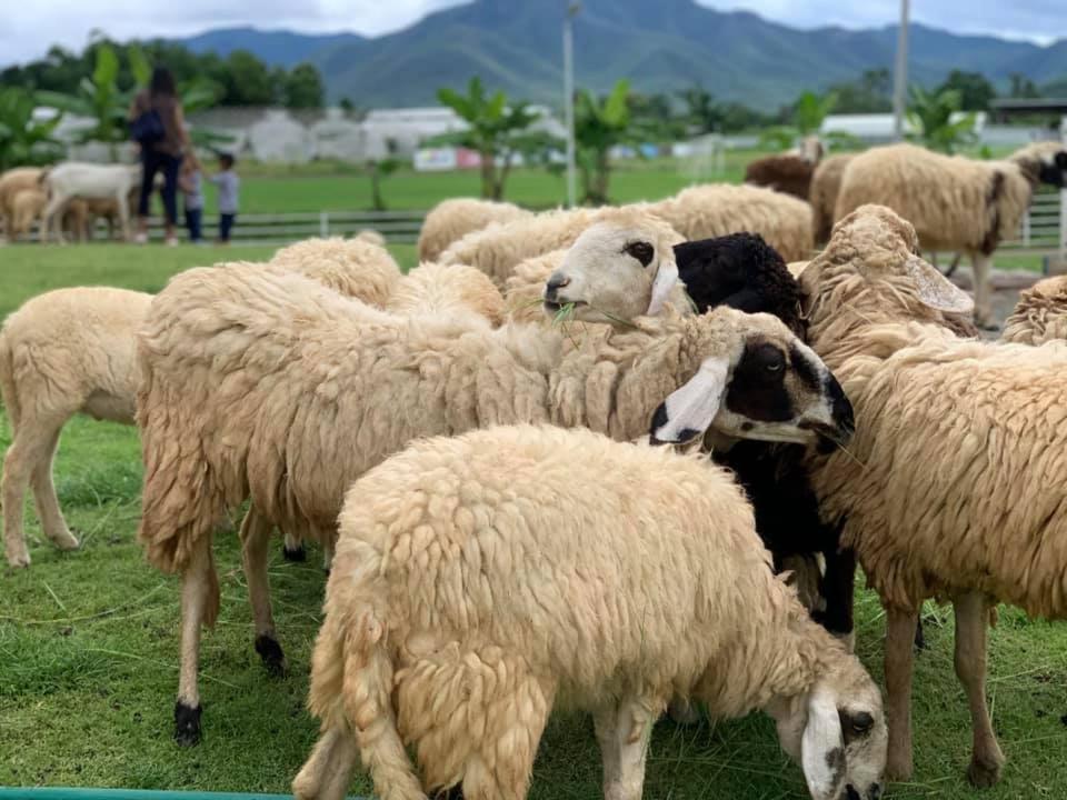 Oon Valley Farm Stay San Kamphaeng Exteriér fotografie
